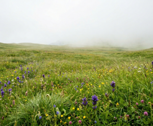 Rangertour: Almduft & Blumenwiesen - Steineralmen