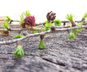 Gästeheim Pötscher