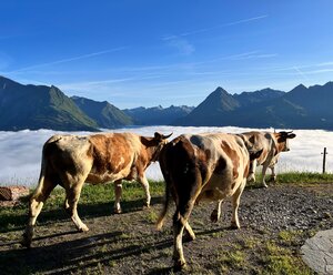 Ferienwohnung BodnLois