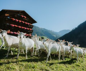 ORF Radio Tirol Sommerfrische - Leben am Bauernhof