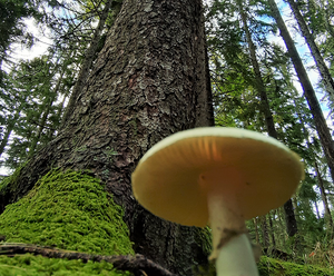 Geführtes Waldbaden