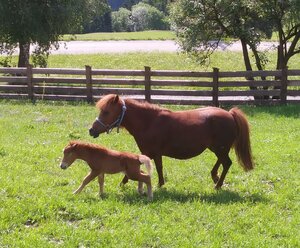 Martins Panoramasuite