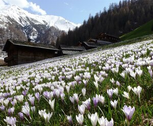 Alfenalm Obergrafer