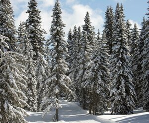 Geführtes Waldbaden